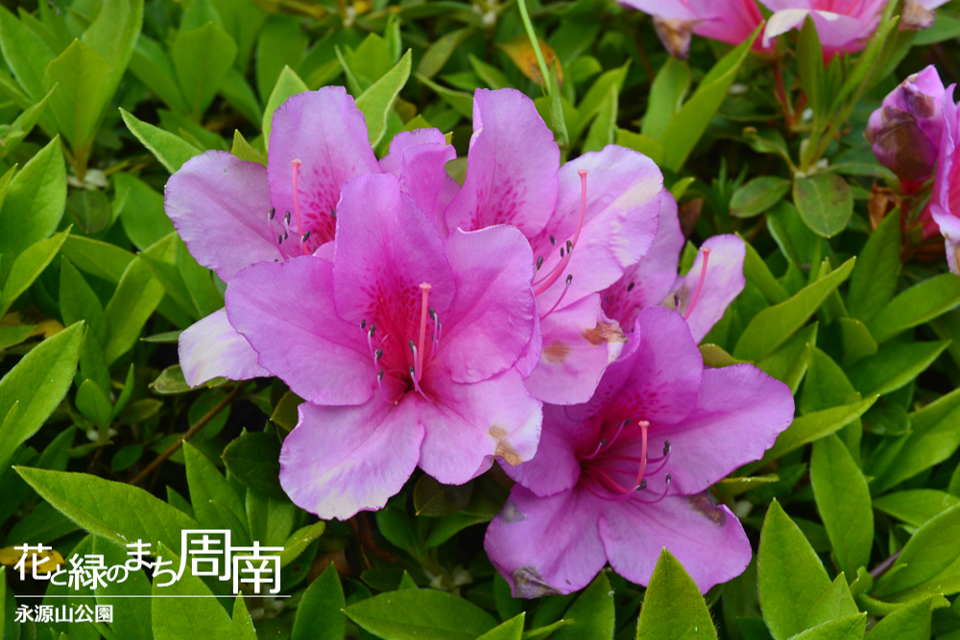 花と緑のまち周南「永源山公園」ピンクのつつじ