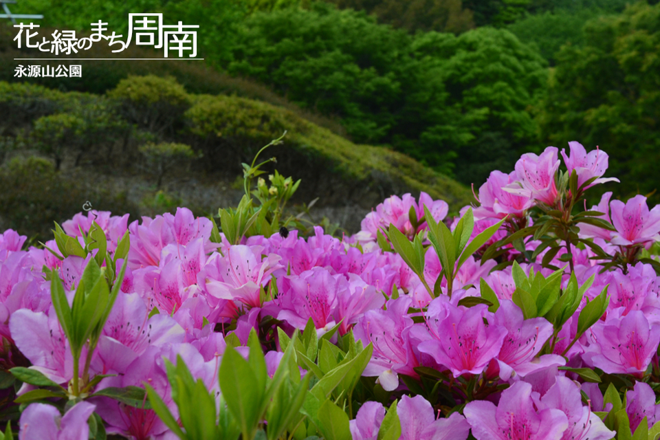 花と緑のまち周南「永源山公園」ピンクのつつじ中景