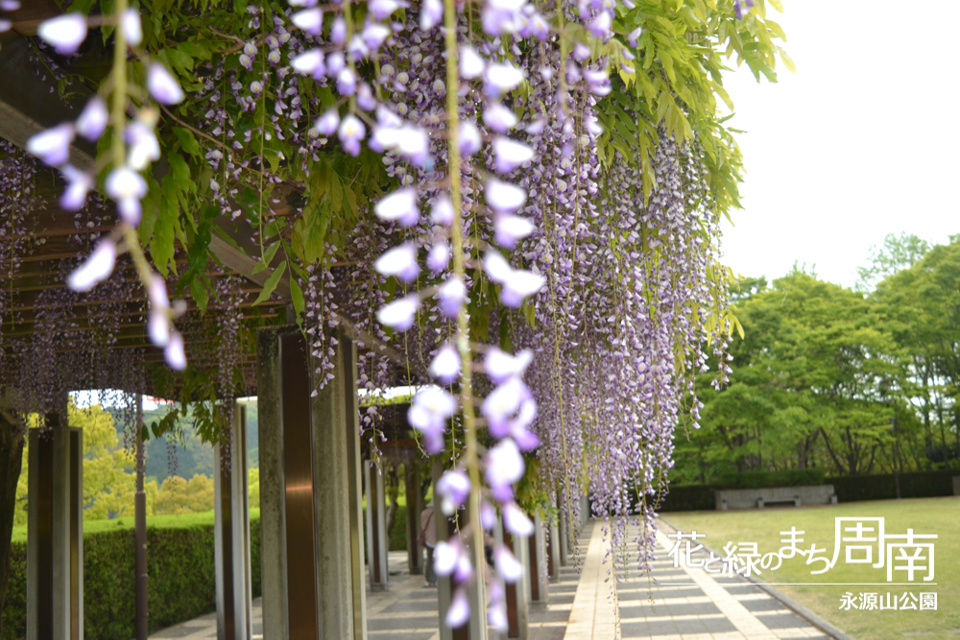 花と緑のまち周南「永源山公園」藤棚1