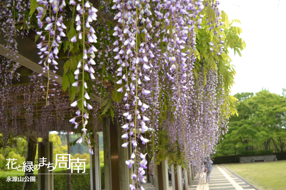 花と緑のまち周南「永源山公園」藤棚2