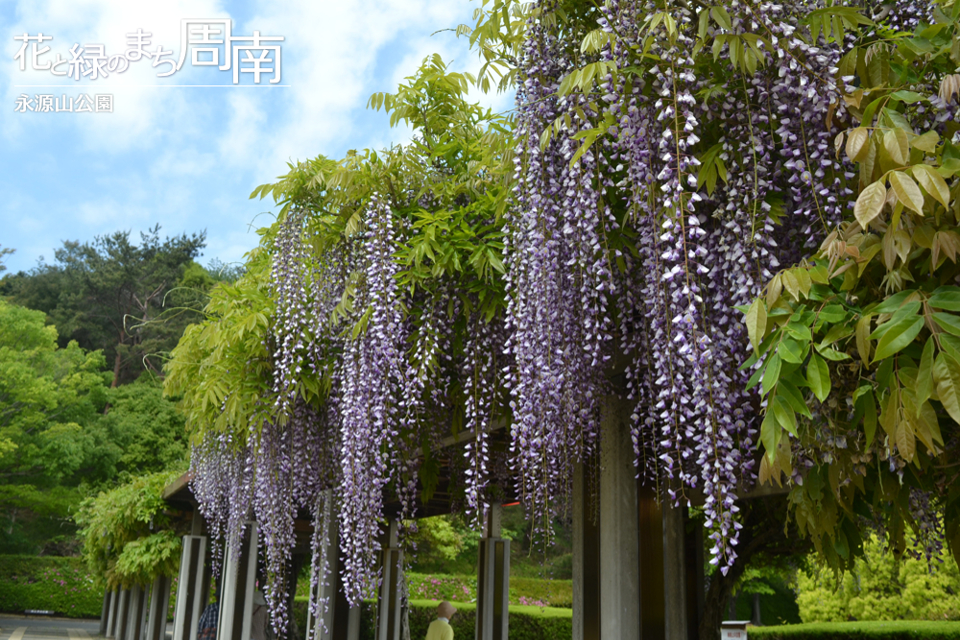 花と緑のまち周南「永源山公園」藤棚3