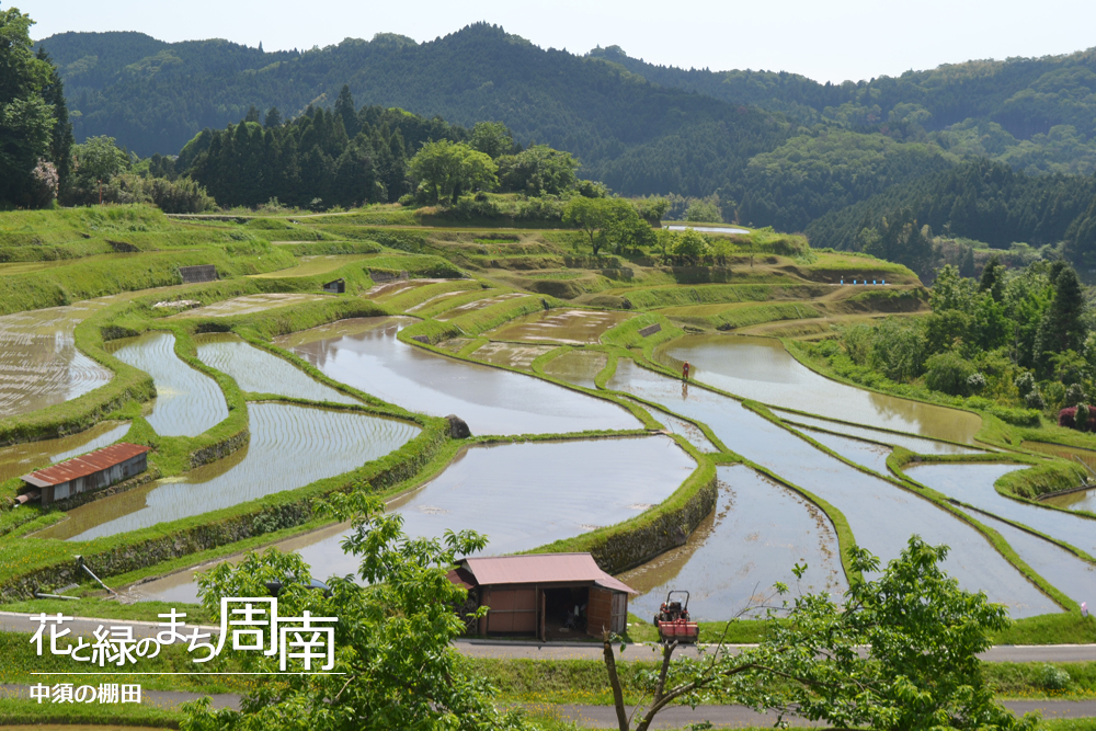 花と緑のまち周南「中須の棚田」中景