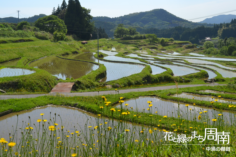 花と緑のまち周南「中須の棚田」ブタナと棚田