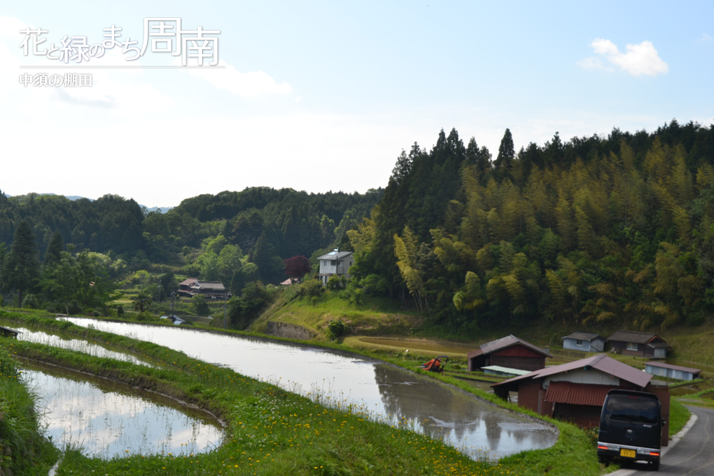 花と緑のまち周南「中須の棚田」中須の棚田　近景