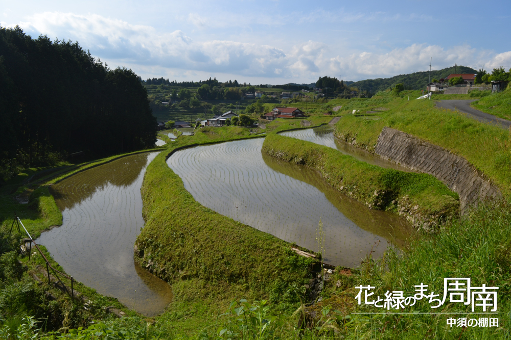 花と緑のまち周南「中須の棚田」田植え済みの田んぼ