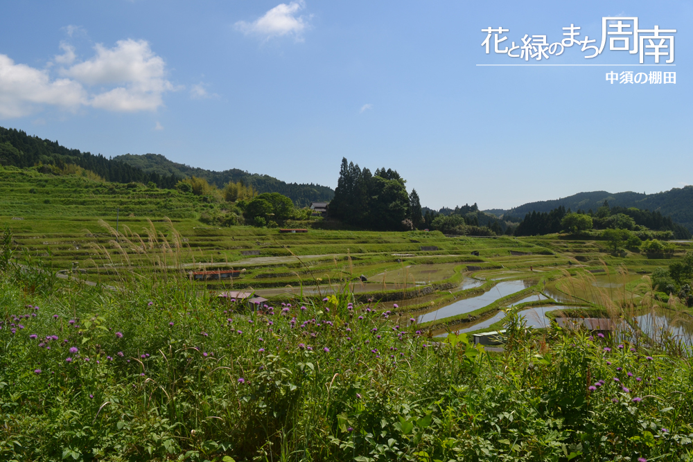 花と緑のまち周南「中須の棚田」中須の棚田　