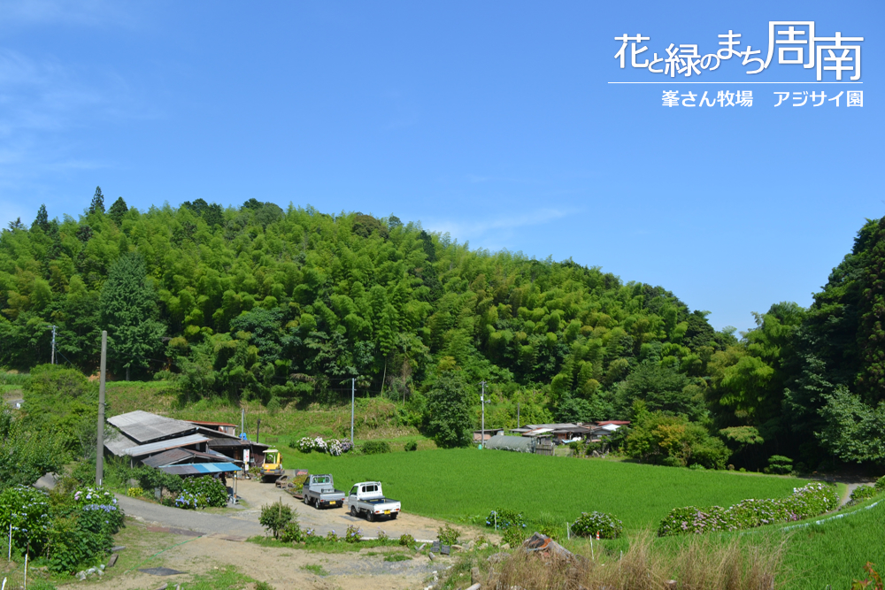 花と緑のまち周南「峯さん牧場　アジサイ園」遠景