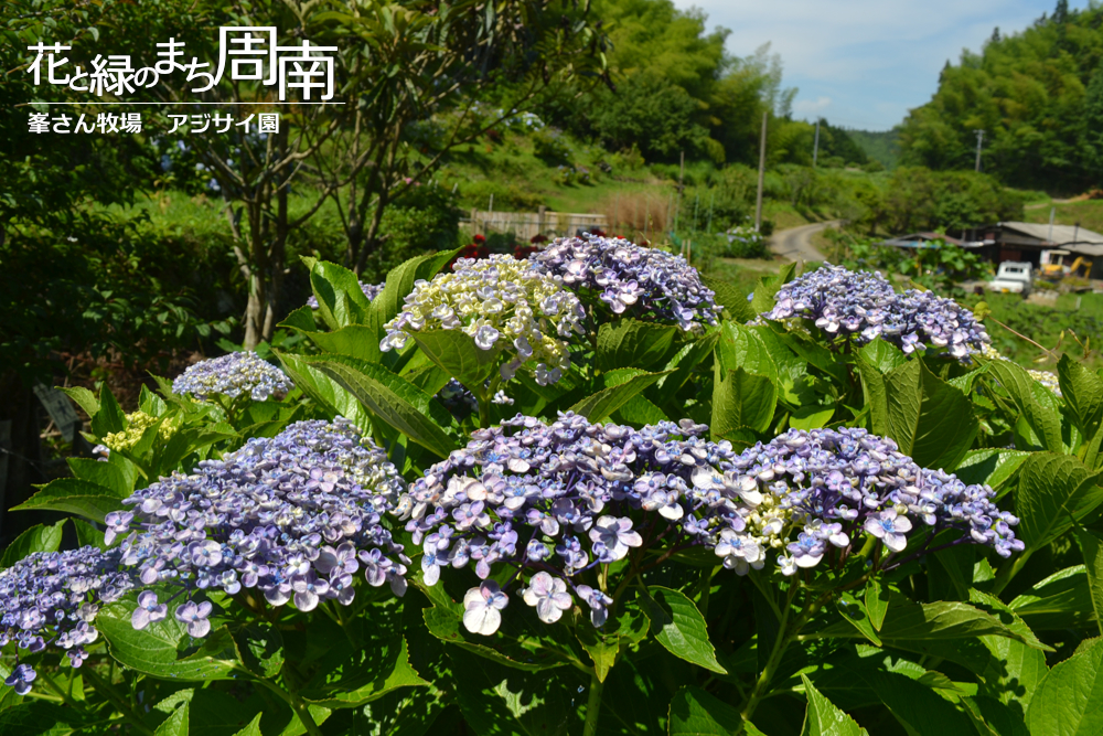 花と緑のまち周南「峯さん牧場　アジサイ園」アジサイ