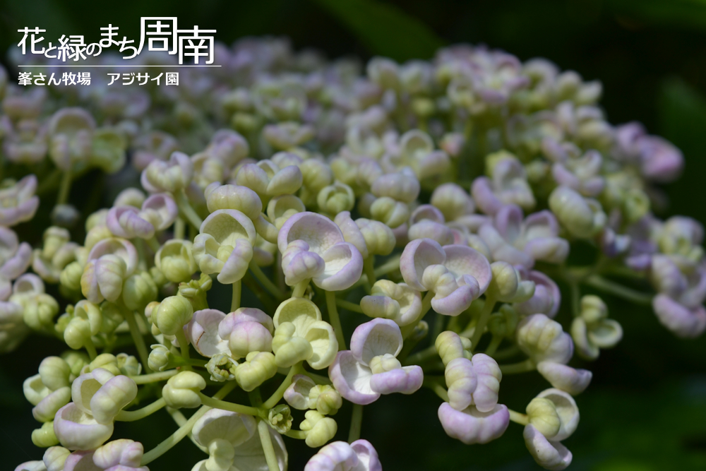 花と緑のまち周南「峯さん牧場　アジサイ園」アジサイ花