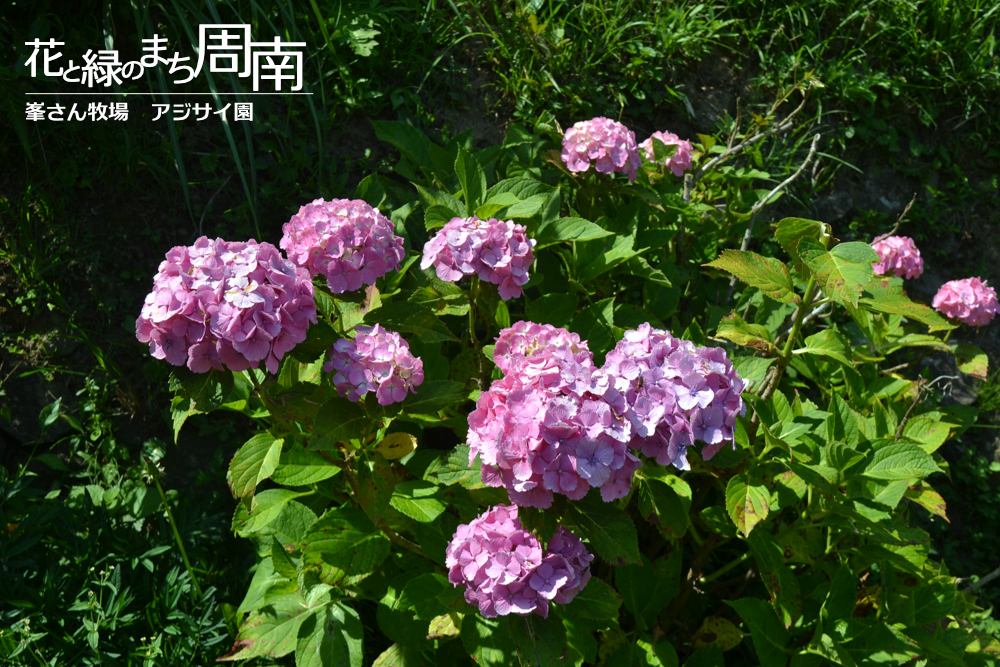 花と緑のまち周南「峯さん牧場　アジサイ園」アジサイ株ピンク