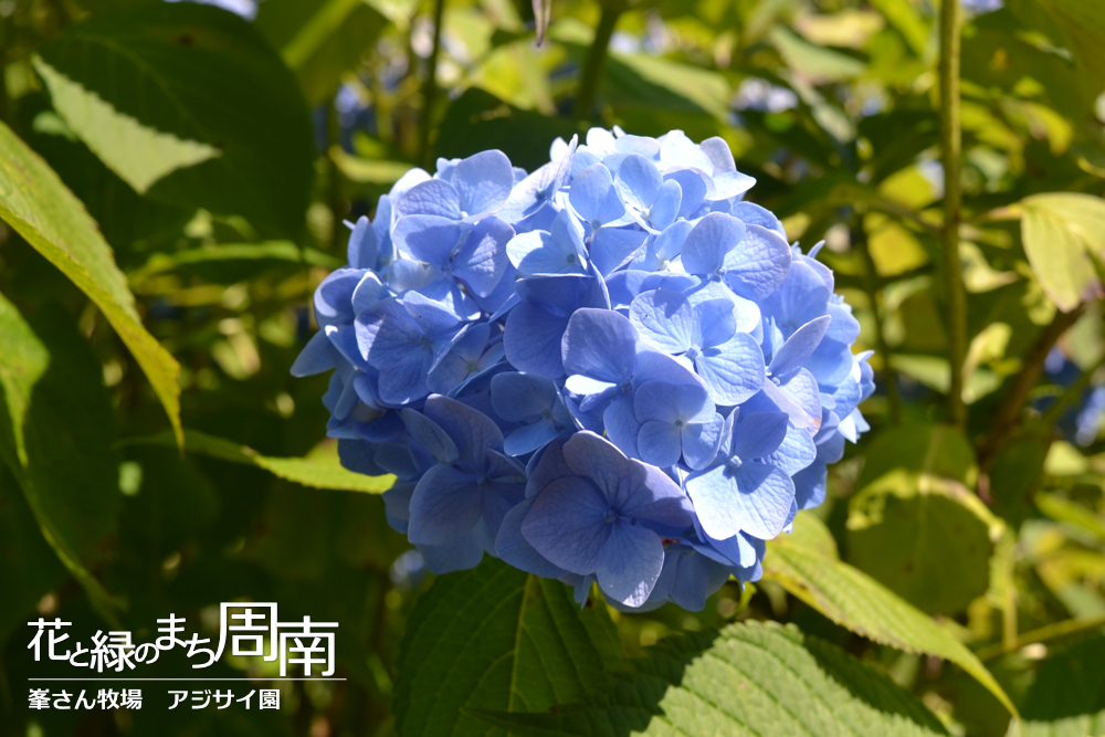 花と緑のまち周南「峯さん牧場　アジサイ園」アジサイ薄青