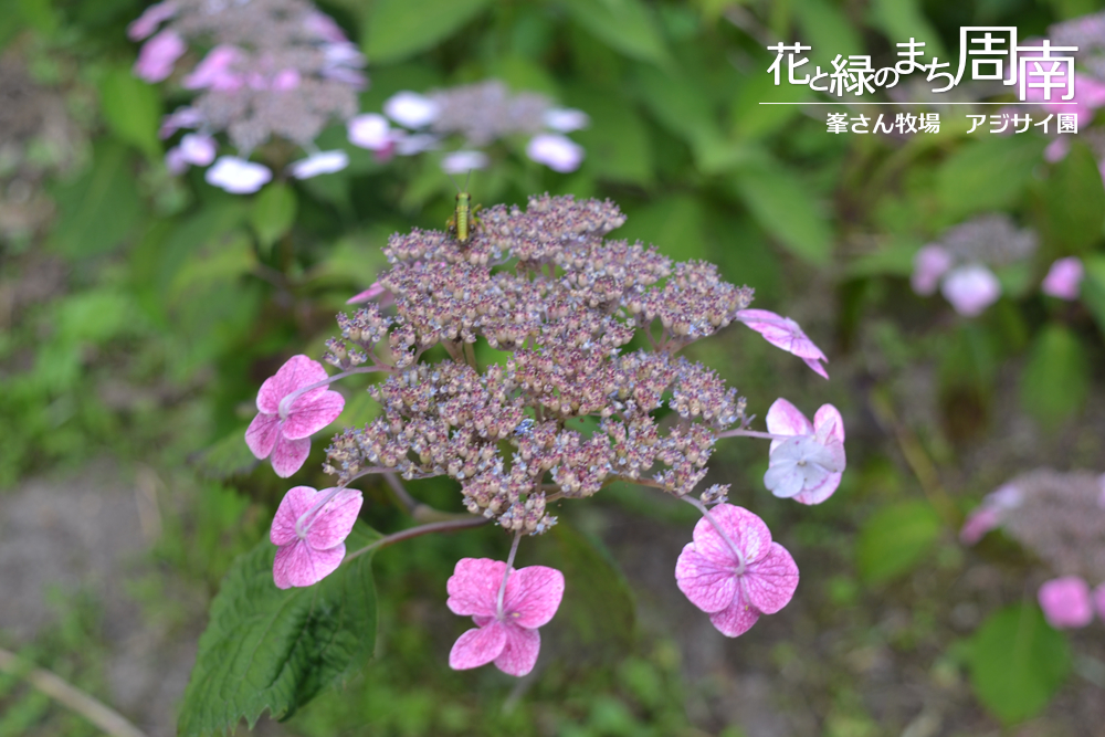 花と緑のまち周南「峯さん牧場　アジサイ園」アジサイピンク