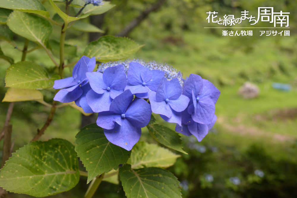 花と緑のまち周南「峯さん牧場　アジサイ園」アジサイ紫