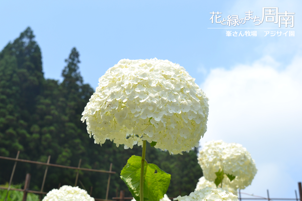 花と緑のまち周南「峯さん牧場　アジサイ園」アジサイ白