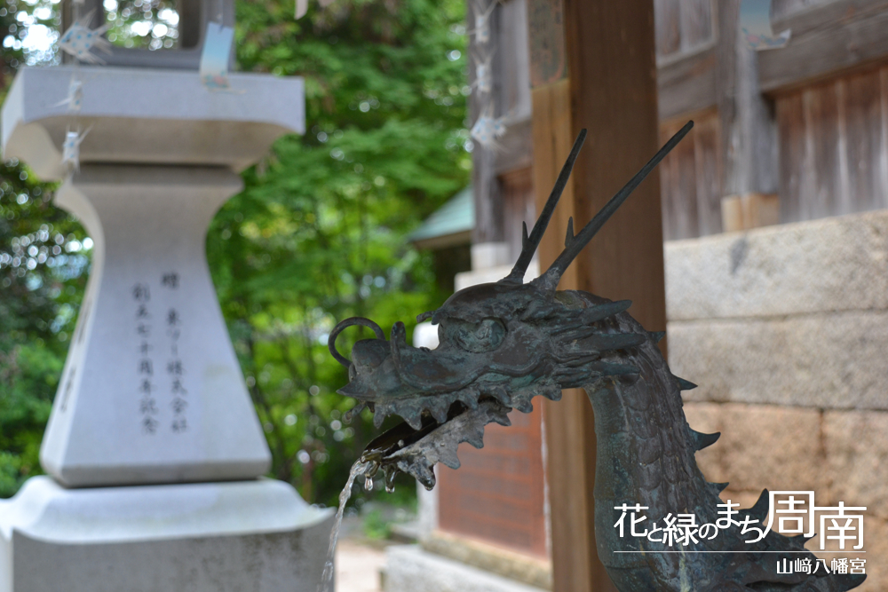 花と緑のまち周南「山﨑八幡宮」手水舎