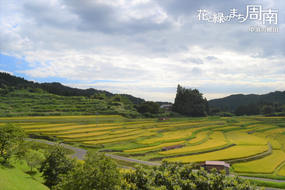 花と緑のまち周南「中須の棚田・秋」遠景