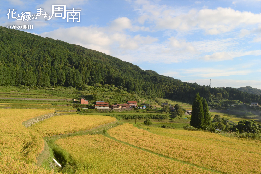 花と緑のまち周南「中須の棚田・秋」中景