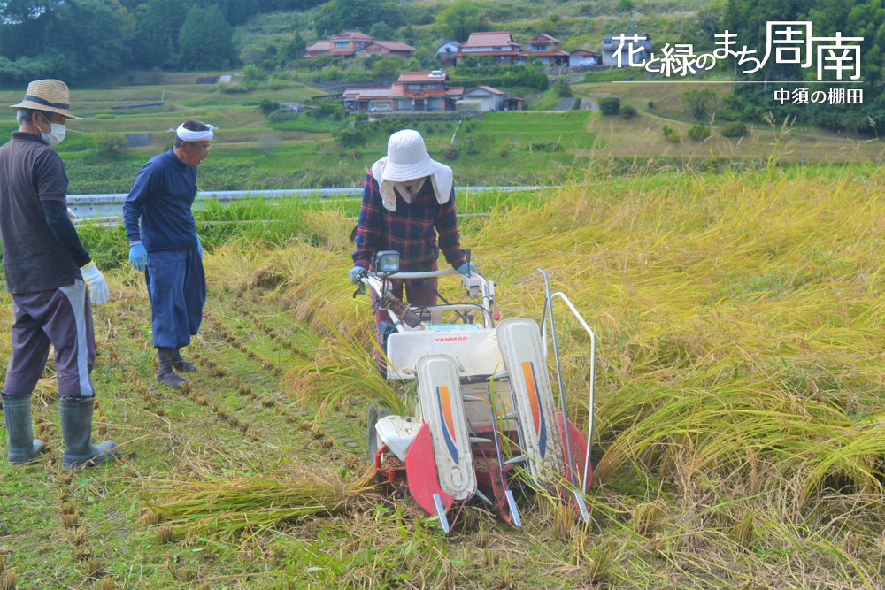 花と緑のまち周南「中須の棚田・秋」収穫風景