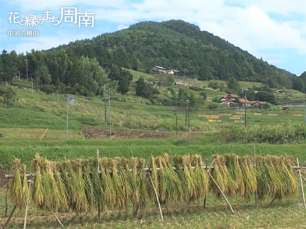 花と緑のまち周南「中須の棚田・秋」稲架掛け