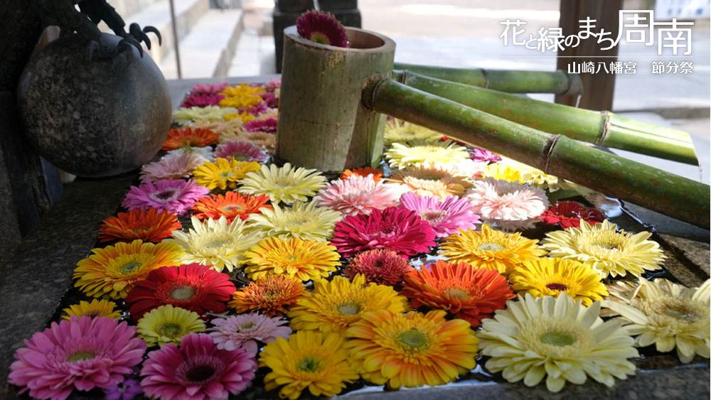 花と緑のまち周南「山崎八幡宮　節分祭」手水舎”花手水”