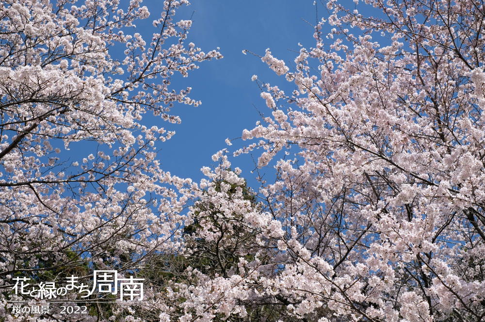 花と緑のまち周南　「桜の風景2022」若山城跡　桜