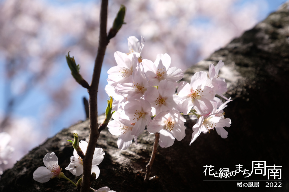 花と緑のまち周南　「桜の風景2022」　桜一塊