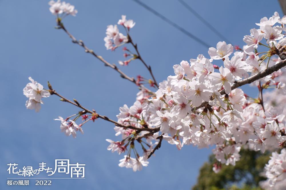 花と緑のまち周南　「桜の風景2022」桜の枝