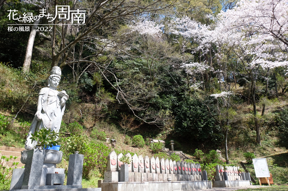 花と緑のまち周南　「桜の風景2022」　川﨑観音