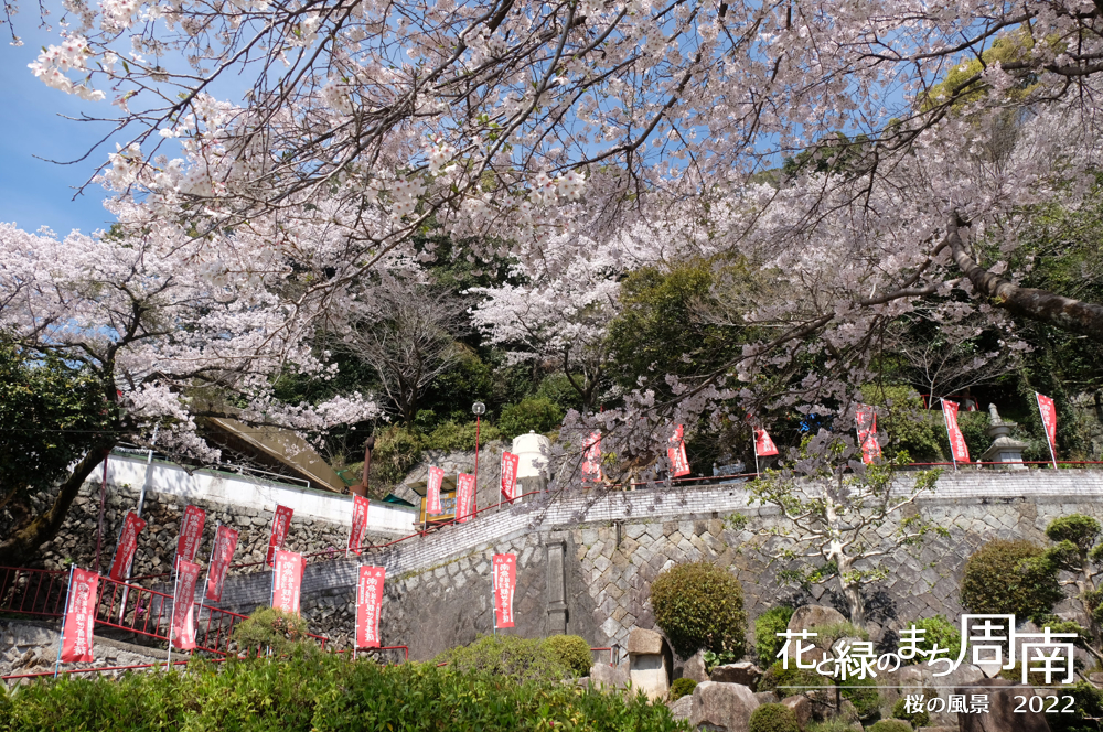 花と緑のまち周南　「桜の風景2022」　川﨑観音遠景