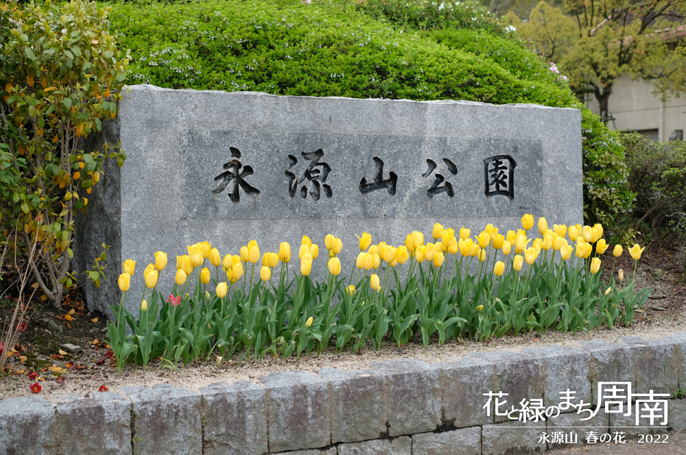 「永源山 春の花　2022」永源山公園・園名板