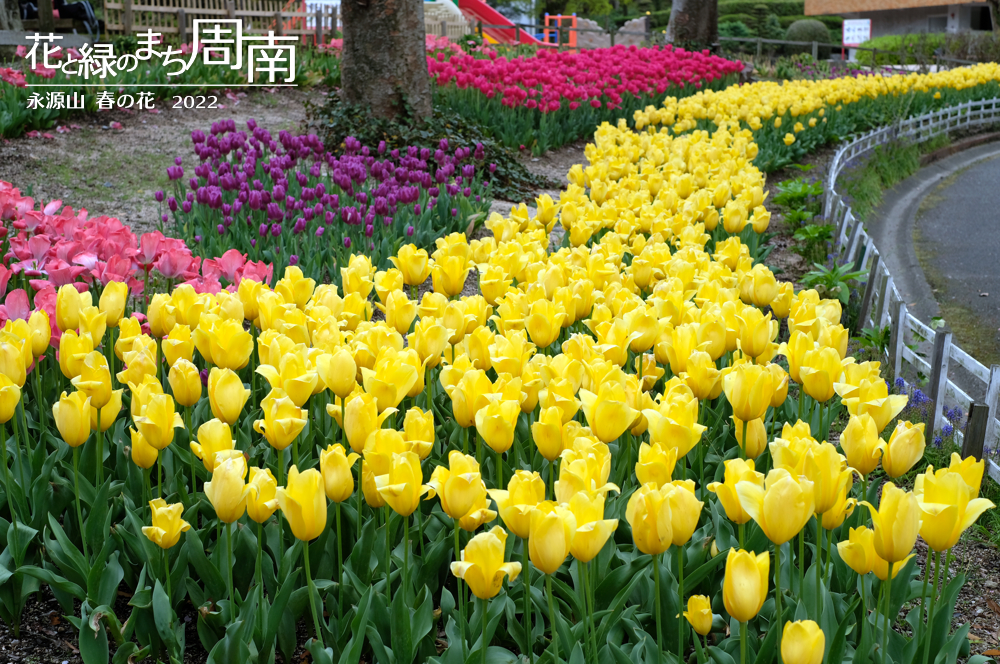 花と緑のまち周南・今週のピックアップ「永源山 春の花　2022」花壇の黄色いチューリップ