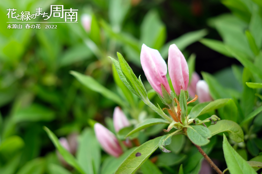 花と緑のまち周南・今週のピックアップ「永源山 春の花　2022」つつじの蕾