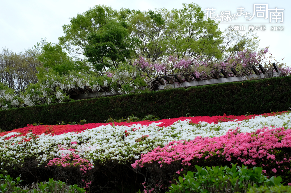 「永源山 春の花　2022」藤とつつじ