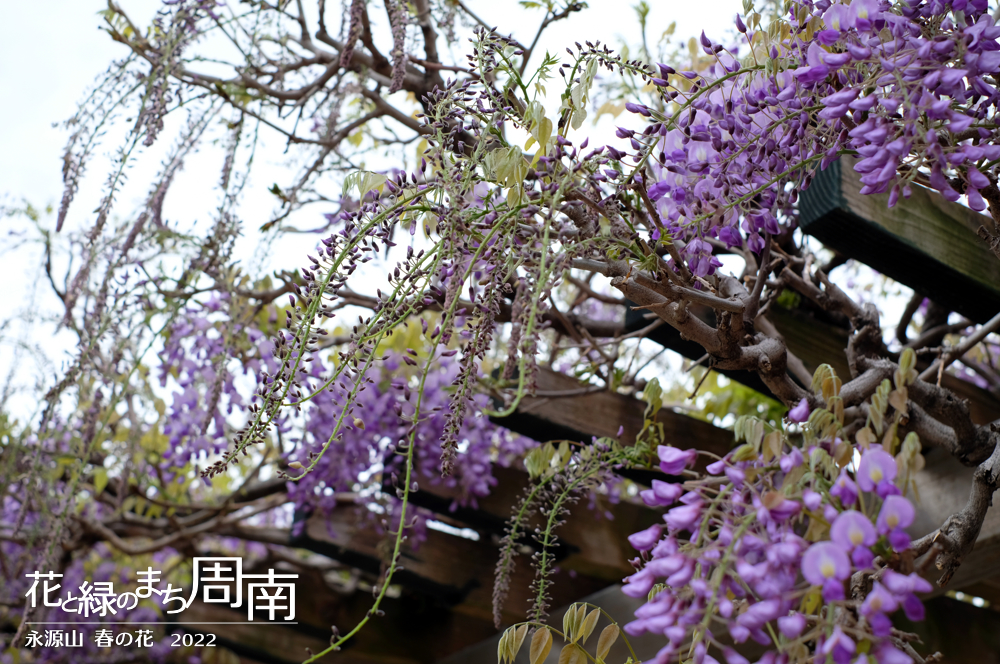 花と緑のまち周南・今週のピックアップ「永源山 春の花　2022」藤のつぼみ