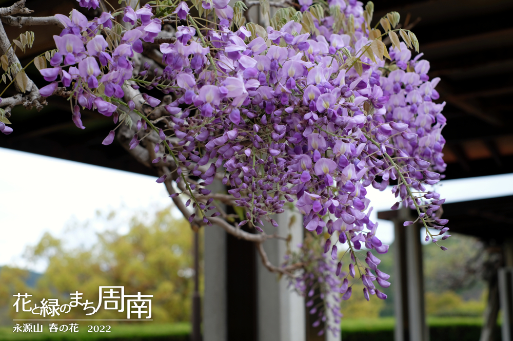 花と緑のまち周南・今週のピックアップ「永源山 春の花　2022」藤の花