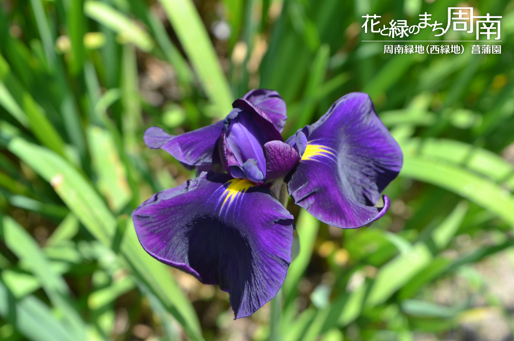 「周南緑地（西緑地） 菖蒲園」むらさきの花菖蒲