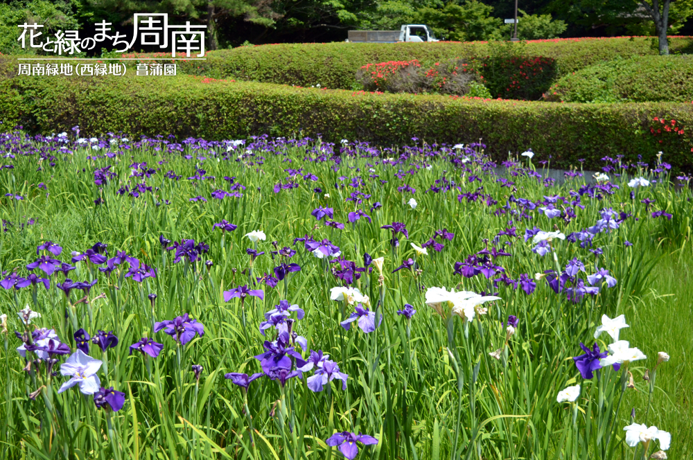 「周南緑地（西緑地） 菖蒲園」遠景