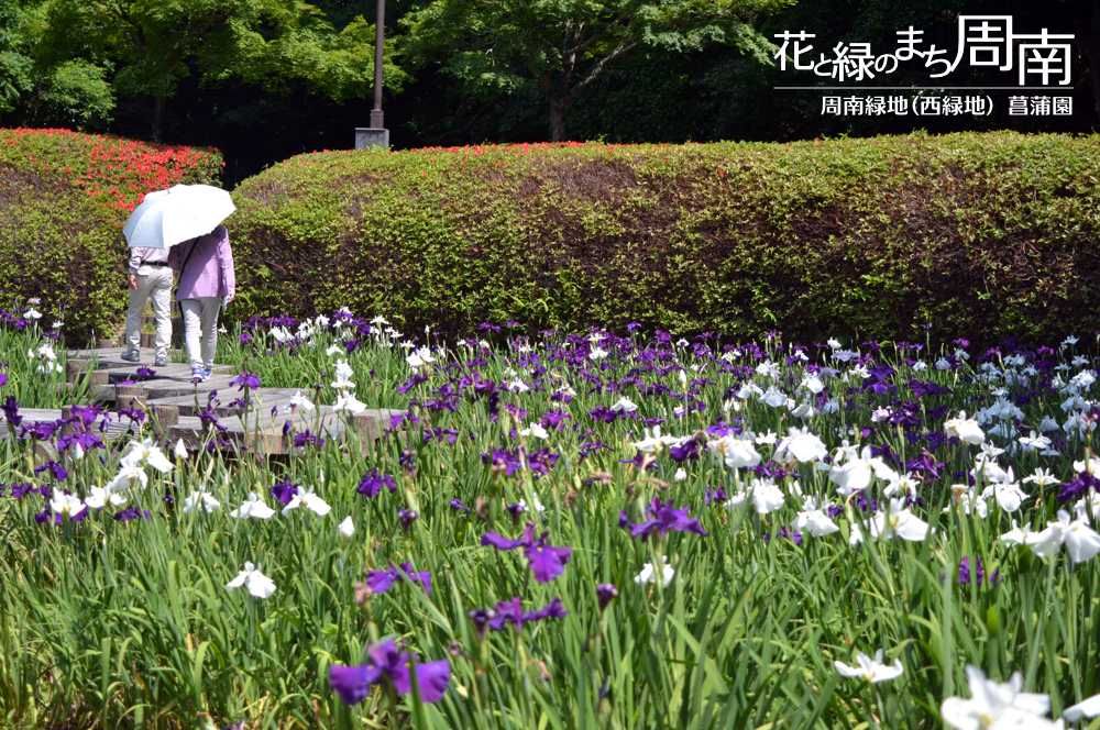 花と緑のまち周南・今週のピックアップ「周南緑地（西緑地） 菖蒲園」菖蒲田の遊歩道