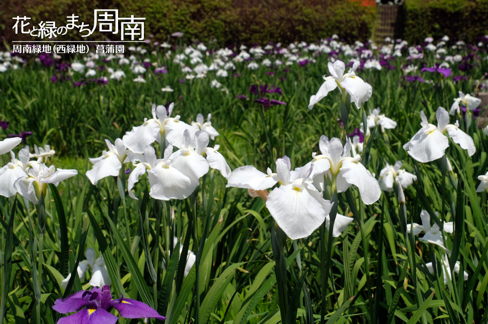 花と緑のまち周南・今週のピックアップ「周南緑地（西緑地） 菖蒲園」白菖蒲