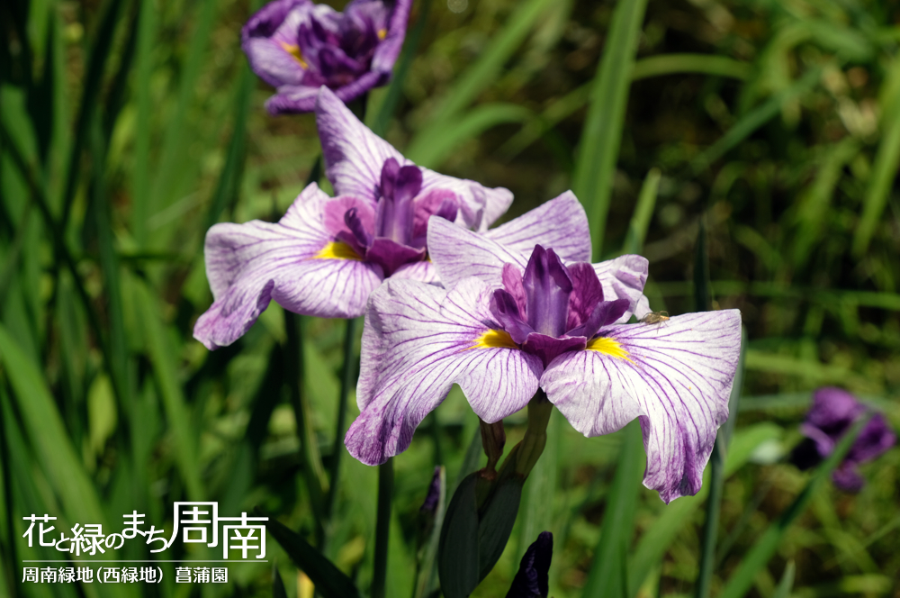 「周南緑地（西緑地） 菖蒲園」薄紫の花菖蒲