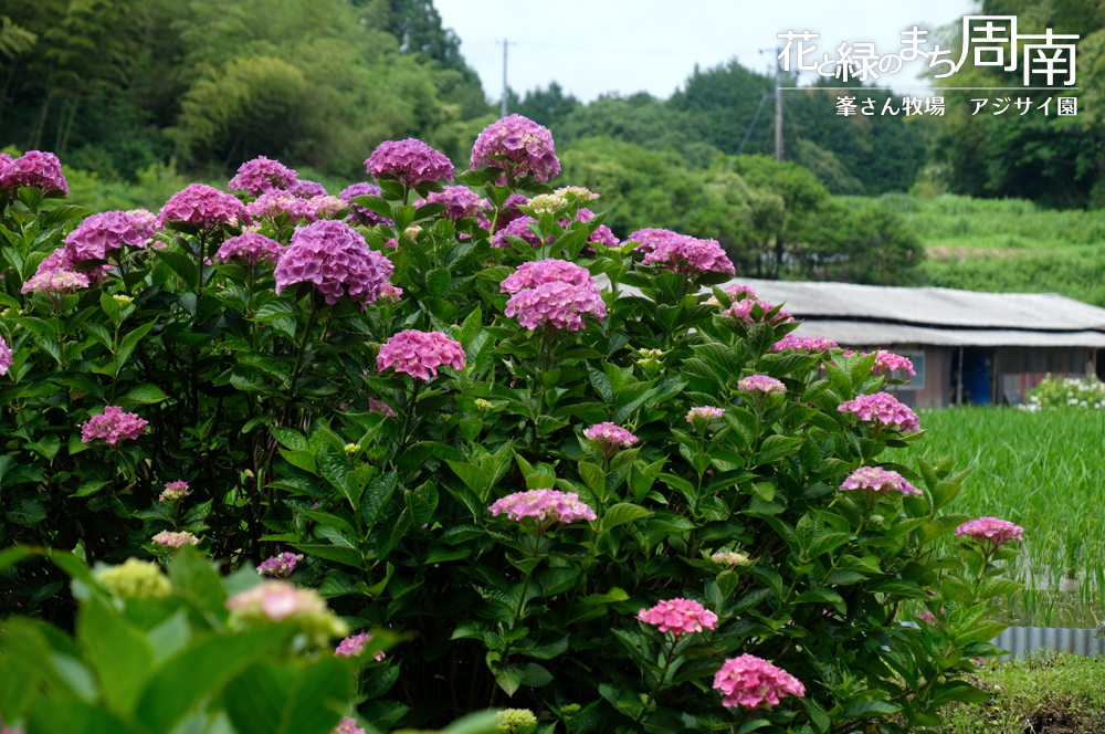 花と緑のまち周南・今週のピックアップ「峯さん牧場　アジサイ園」紫ピンクのアジサイ全体