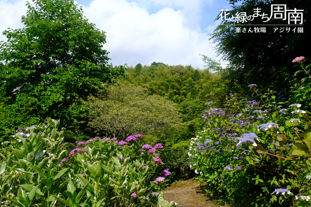 「峯さん牧場　アジサイ園 2022」中景