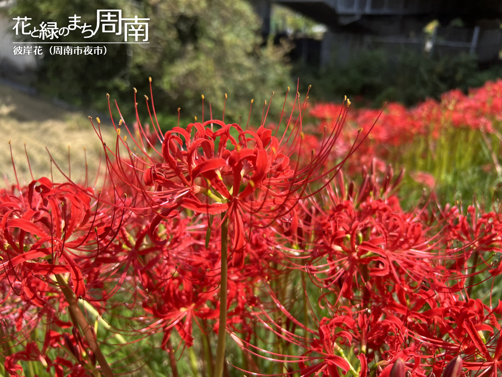 「彼岸花(周南市夜市)」彼岸花１