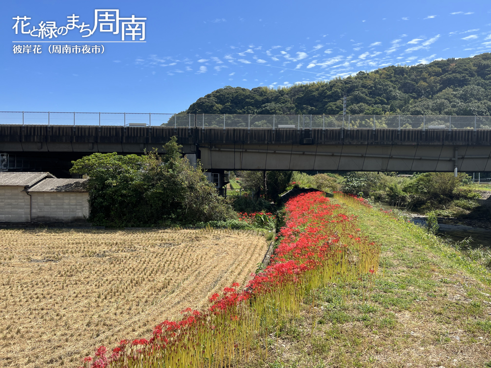 「彼岸花(周南市夜市)」畔沿いの彼岸花