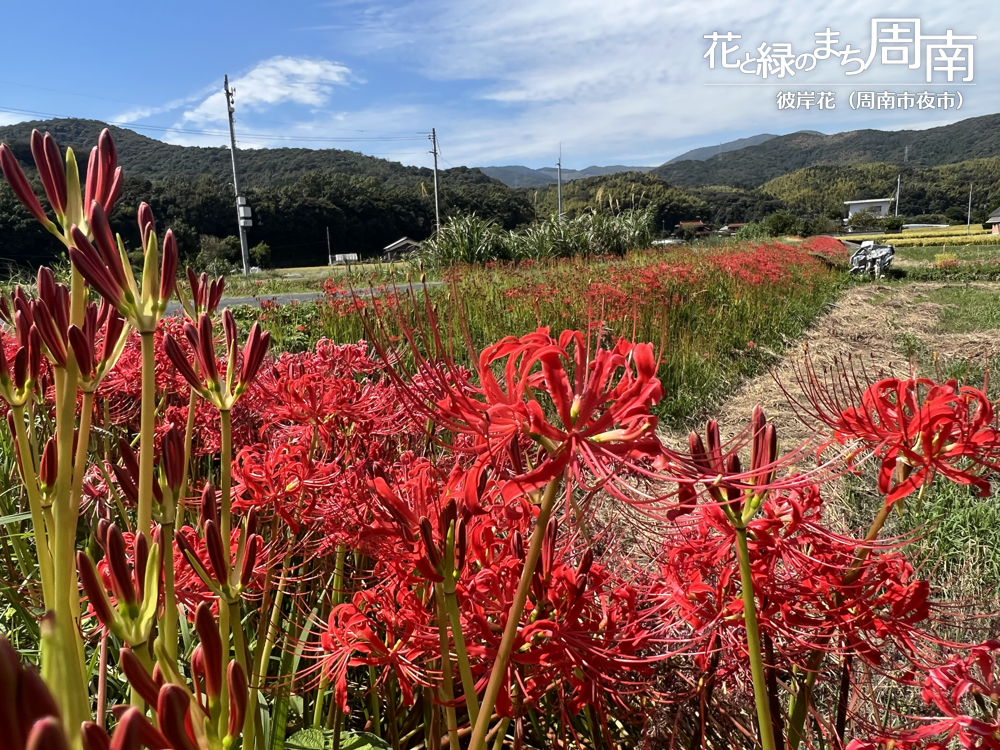 「彼岸花(周南市夜市)」彼岸花３