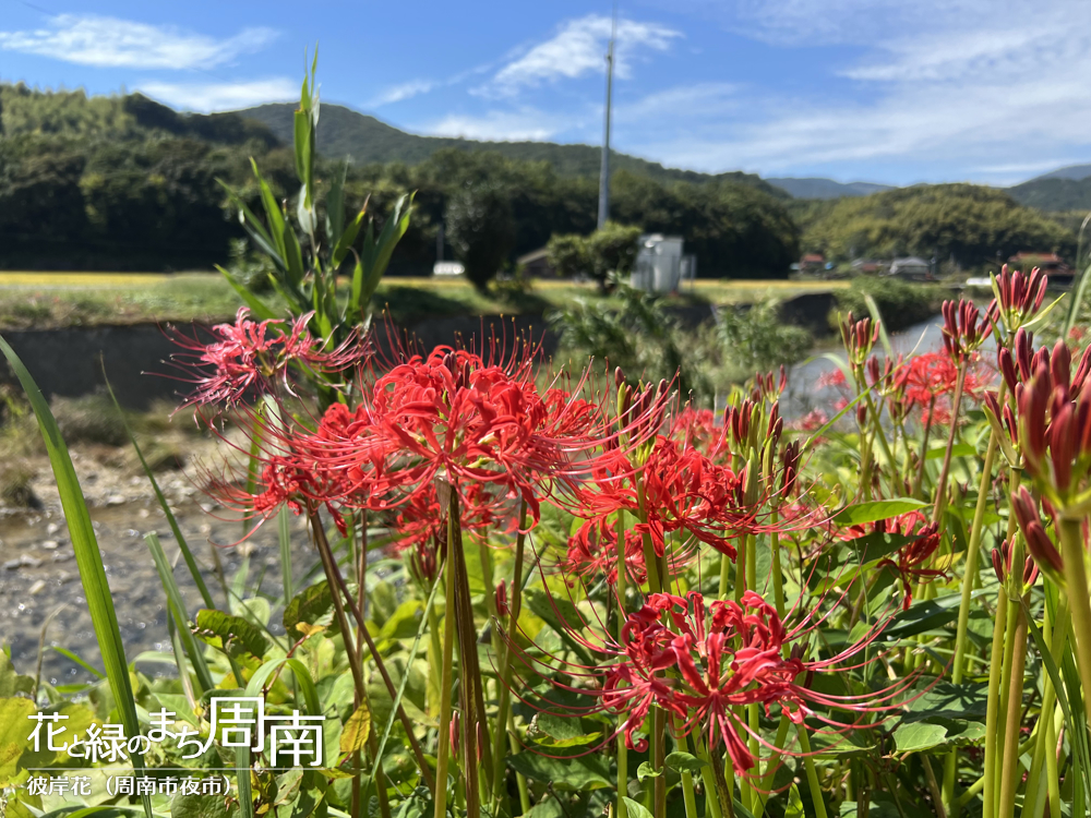 「彼岸花(周南市夜市)」彼岸花４