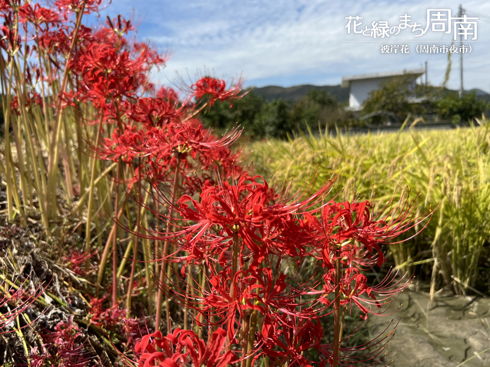 「彼岸花(周南市夜市)」彼岸花５