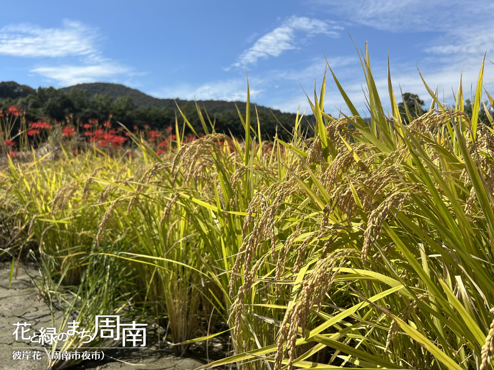 「彼岸花(周南市夜市)」稲穂