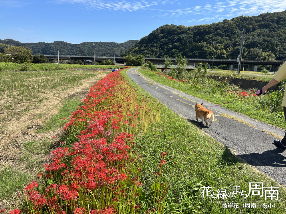 「彼岸花(周南市夜市)」お散歩の犬と彼岸花