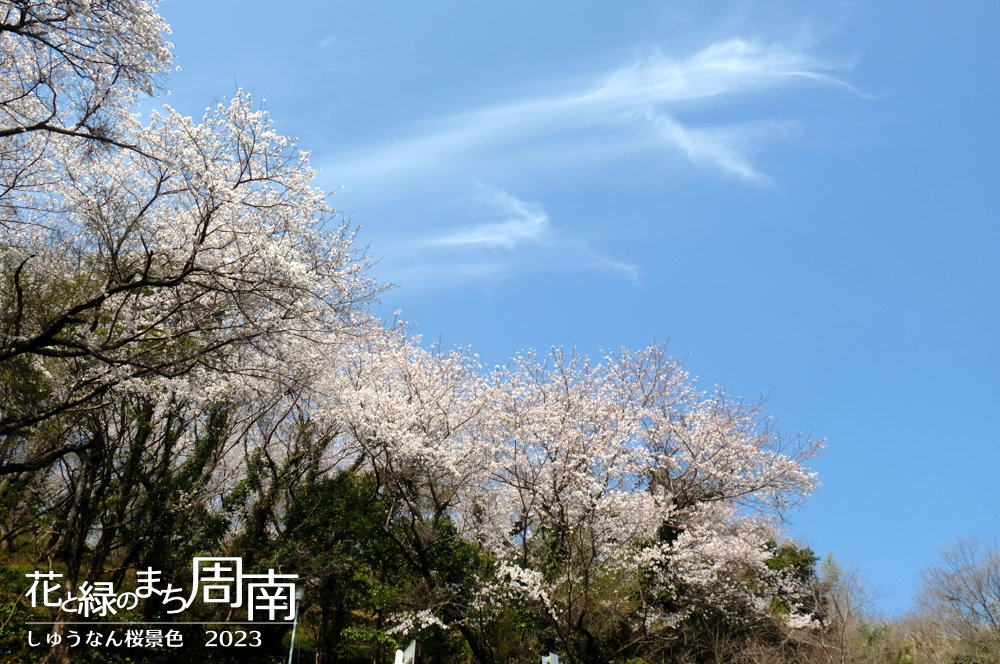 「しゅうなん桜景色2023」辰尾公園